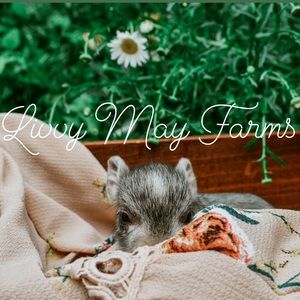 Baby pig 8x10 print professional photograph from the farm.